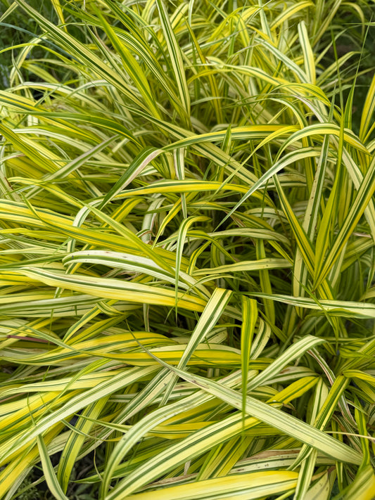 Close-up of variegated grass with green and yellow leaves