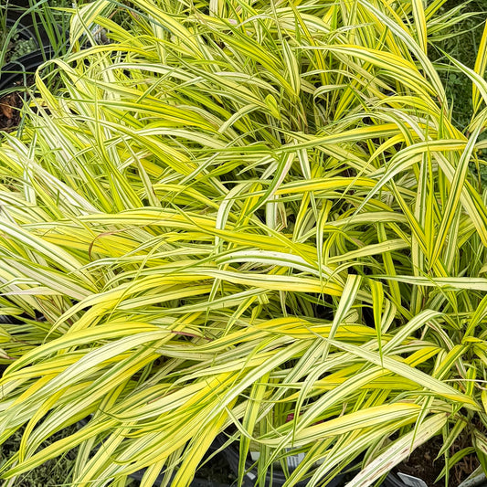 Variegated green and yellow grasses in a garden setting