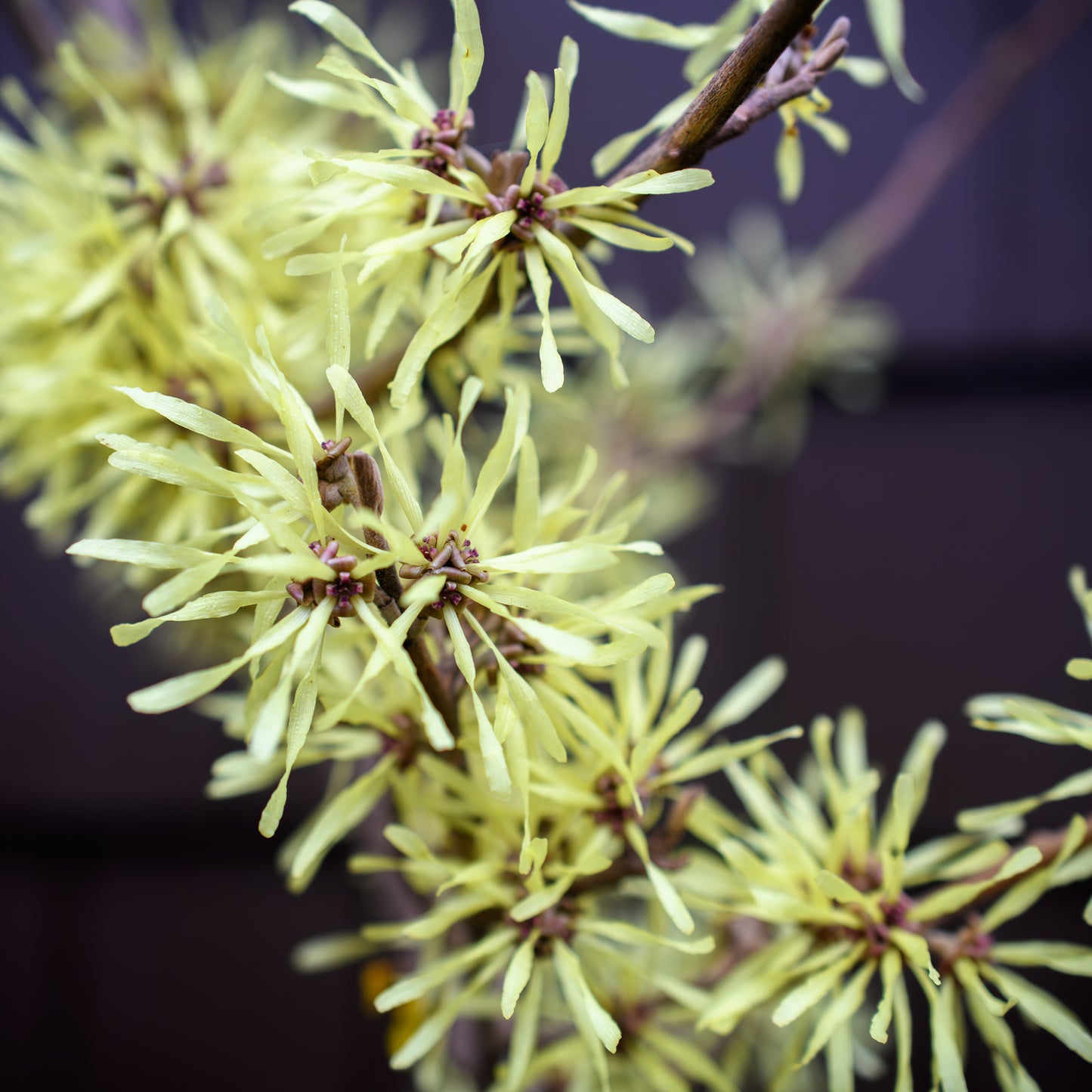 Hamamelis x intermedia 'Angelly' (Witch Hazel)