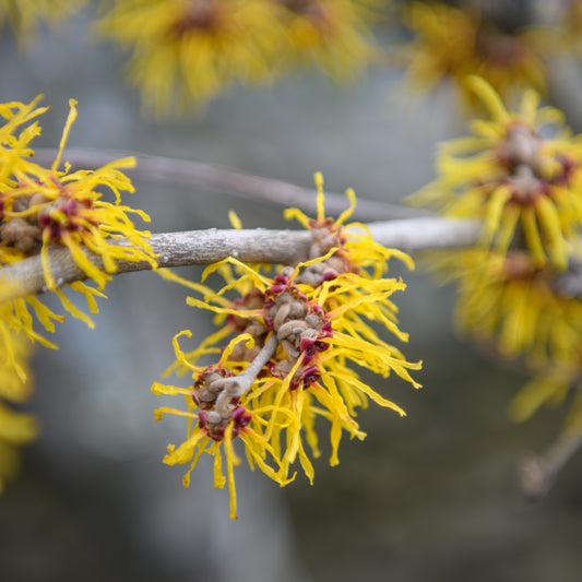 Hamamelis x intermedia 'Barmstedt Gold' (Witch Hazel)