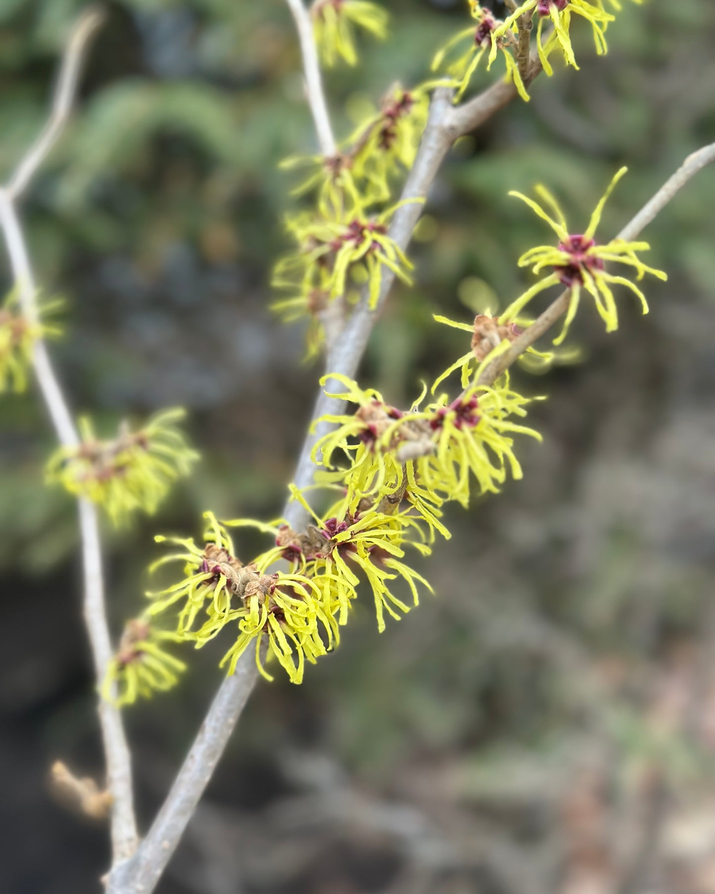 Cluster of lemon-yellow, spider-like flowers on a stem of a Hamamelis x intermedia 'Sunburst' plant.
