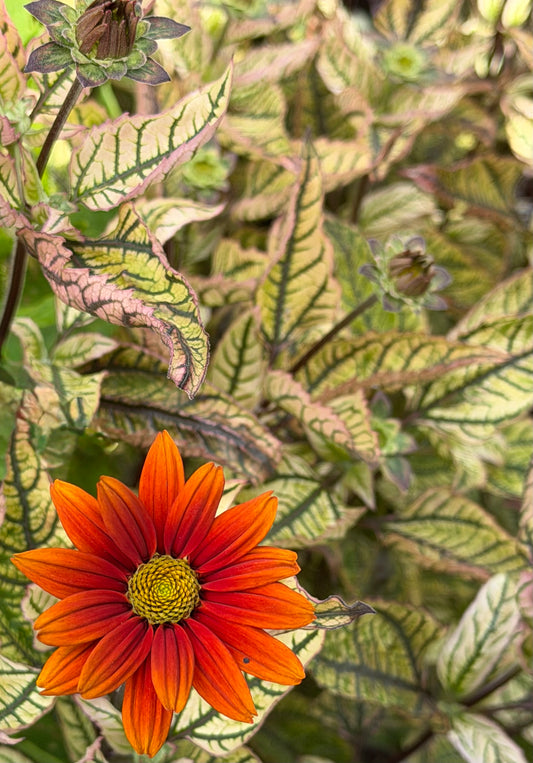 A close-up of a bright orange and red flower with a yellow center, surrounded by variegated green and beige leaves.