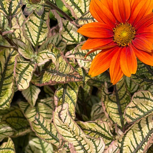 Close-up of a variegated Heliopsis ‘Orange Marble’ plant with cream and green, patterned leaves and a bright orange flower with a yellow center.