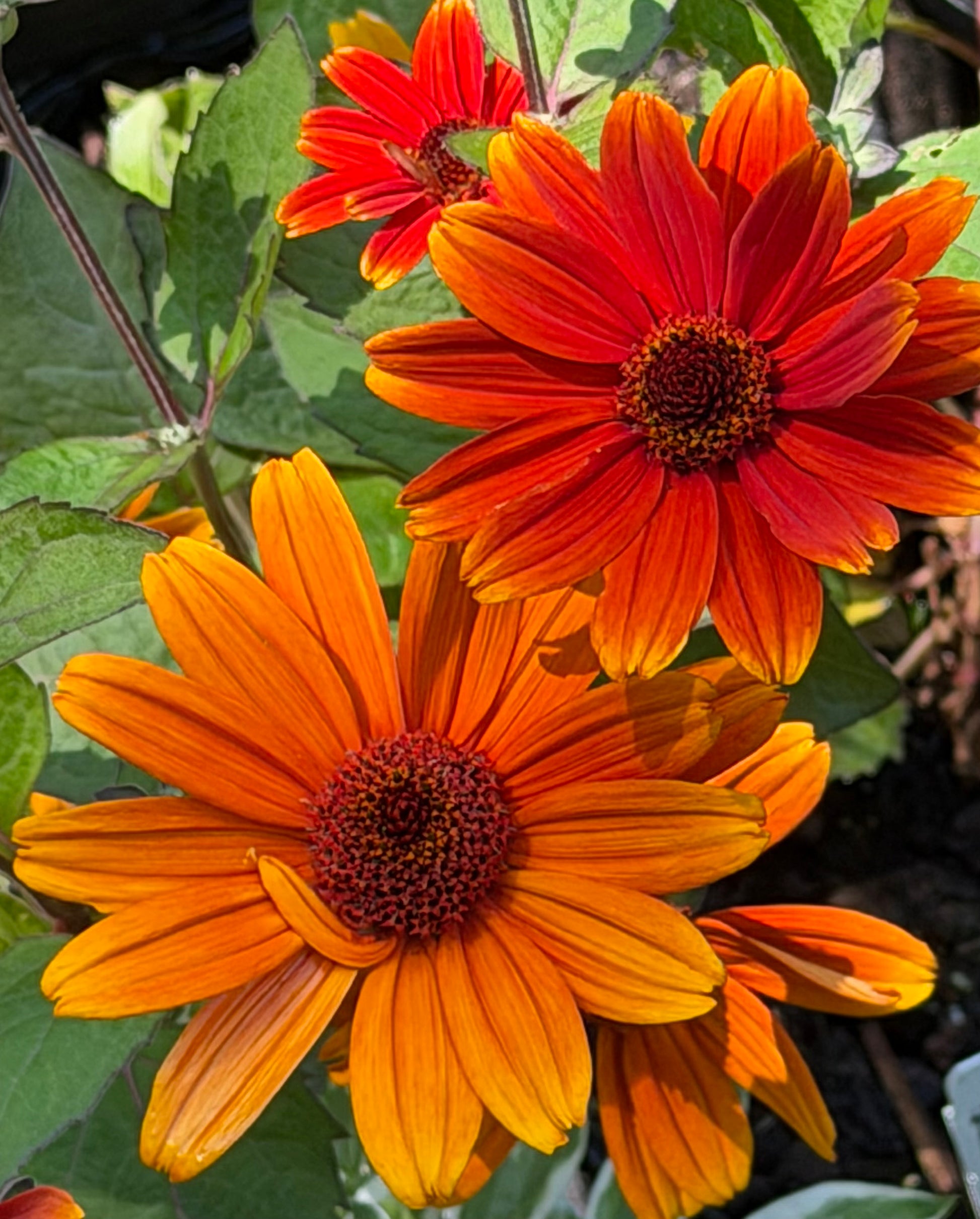 Close-up of orange and red daisy-like flowers with dark brown centers and green leaves in a garden setting.