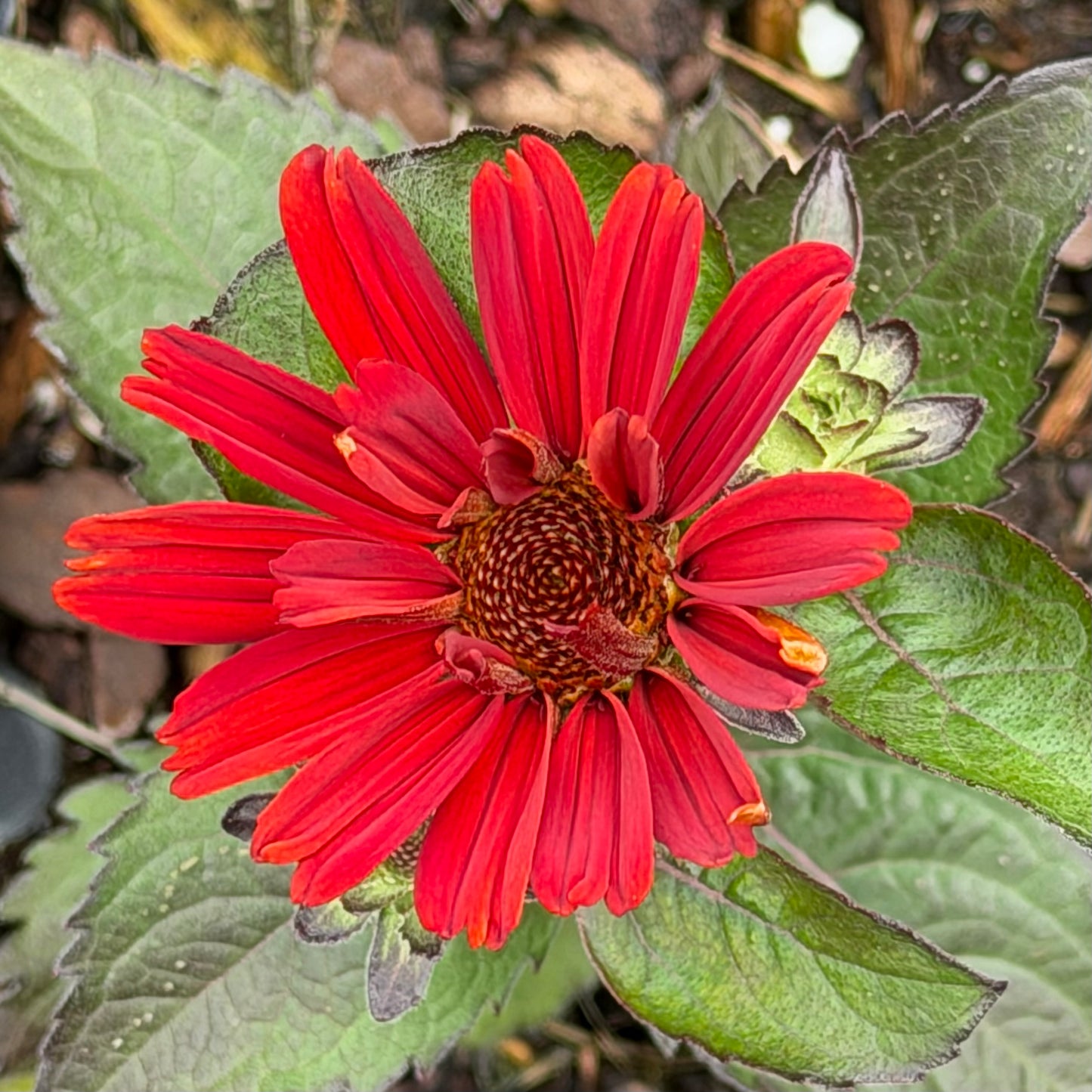 Red flower with green leaves in the background