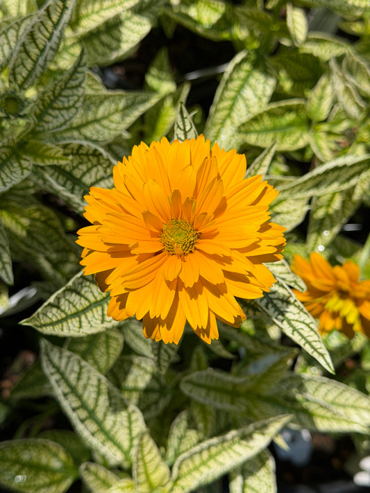 A bright yellow flower with a textured center surrounded by variegated green and white leaves, with another blurred flower in the background.