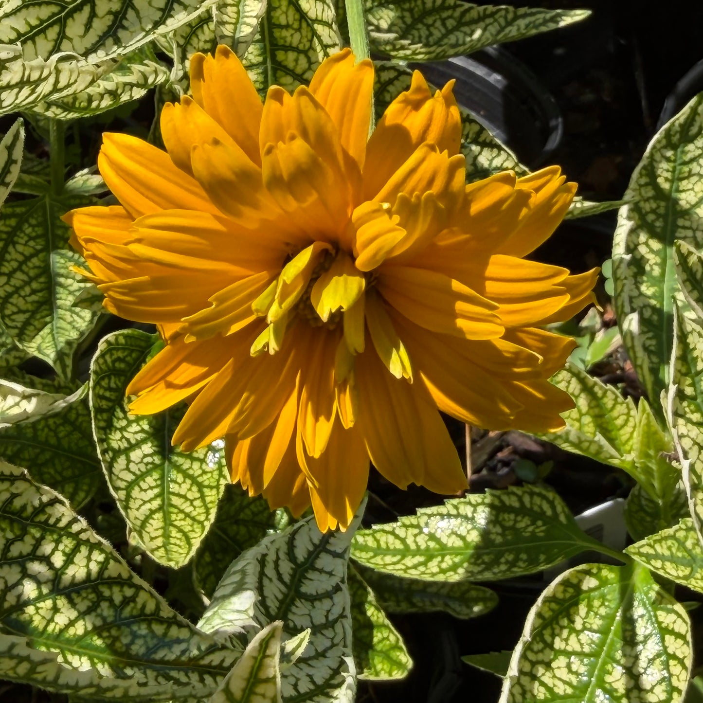A bright yellow False sunflower in full bloom surrounded by variegated green and white leaves.