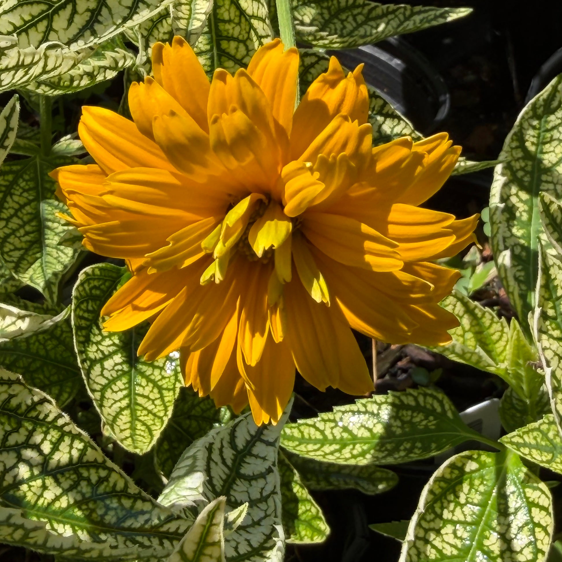 A bright yellow False sunflower in full bloom surrounded by variegated green and white leaves.