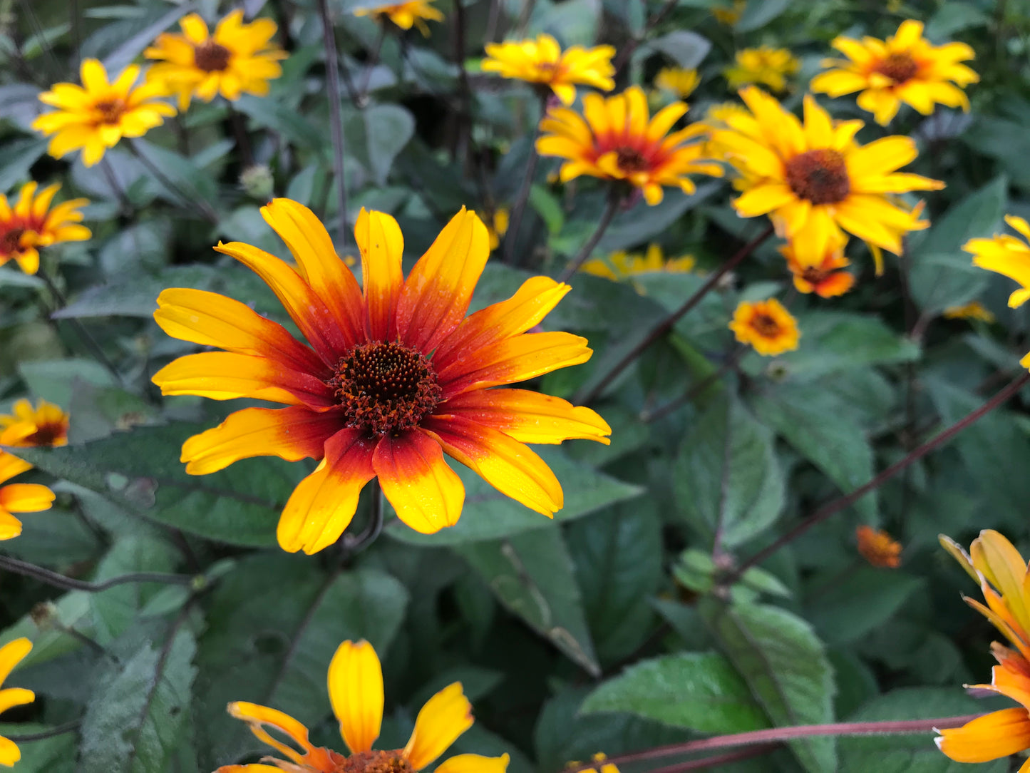 Burning Hearts False Sunflower with yellow-orange petals and dark purple center, surrounded by green foliage.