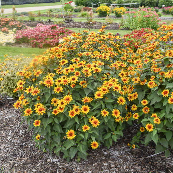 Heliopsis helianthoides 'Sundial' (False Sunflower)