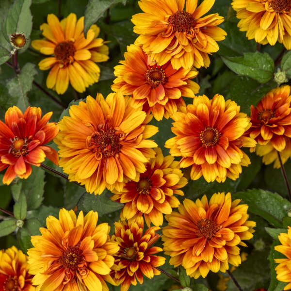 Heliopsis helianthoides ‘Forged in Fire’ (False Sunflower)