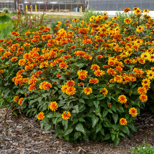 Heliopsis helianthoides ‘Forged in Fire’ (False Sunflower)