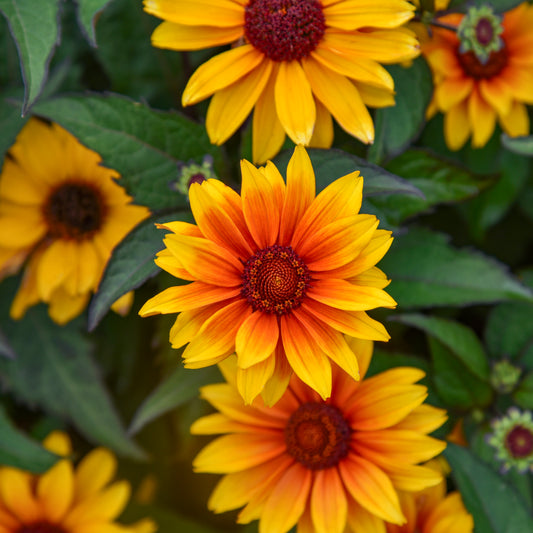 Heliopsis helianthoides 'Sundial' (False Sunflower)