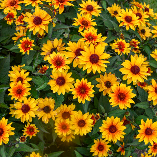 Heliopsis helianthoides 'Sundial' (False Sunflower)