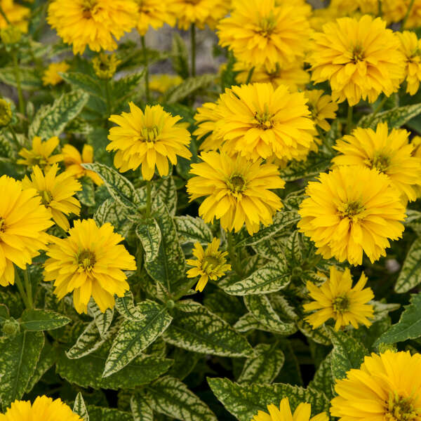 Heliopsis helianthoides 'Sunny Disposition' (False Sunflower)
