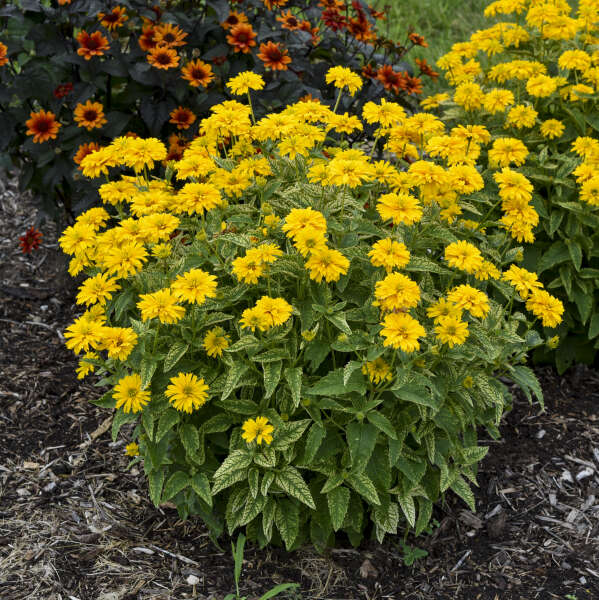 Heliopsis helianthoides 'Sunny Disposition' (False Sunflower)