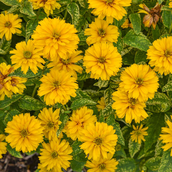 Heliopsis helianthoides 'Sunny Disposition' (False Sunflower)