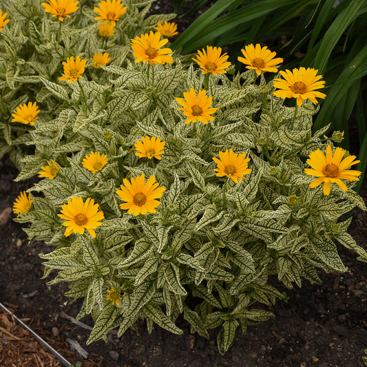 Heliopsis helianthoides 'Sunstruck'