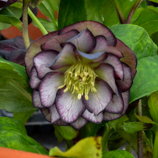 Helleborus x hybridus 'Black Tie Affair'