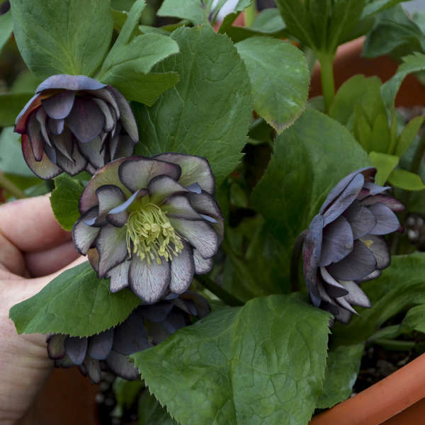 Helleborus x hybridus 'Black Tie Affair'