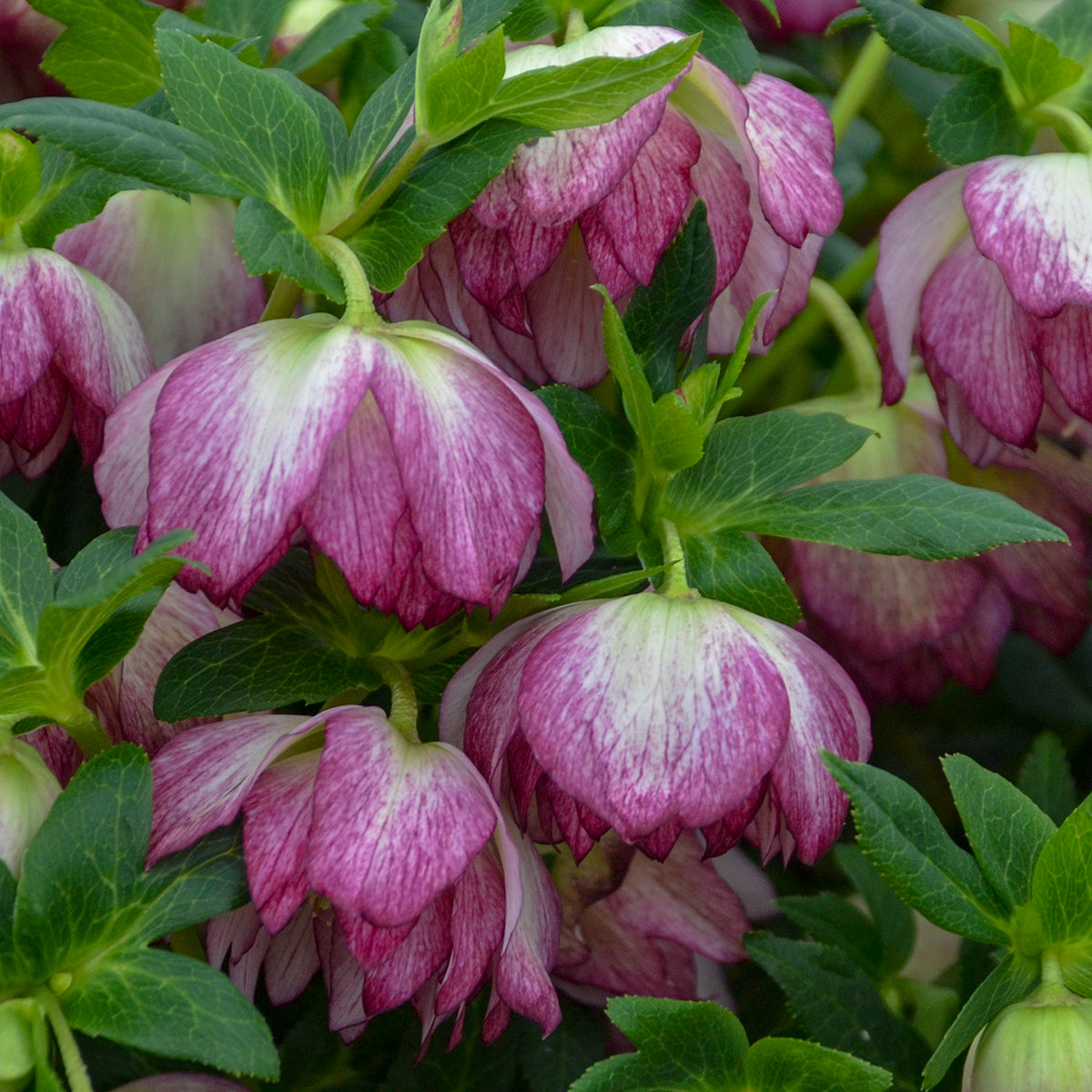 Helleborus x hybridus 'Blushing Bridesmaid'