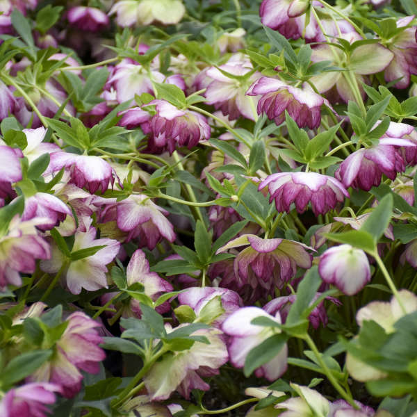Helleborus x hybridus 'Blushing Bridesmaid' (Lenten Rose)