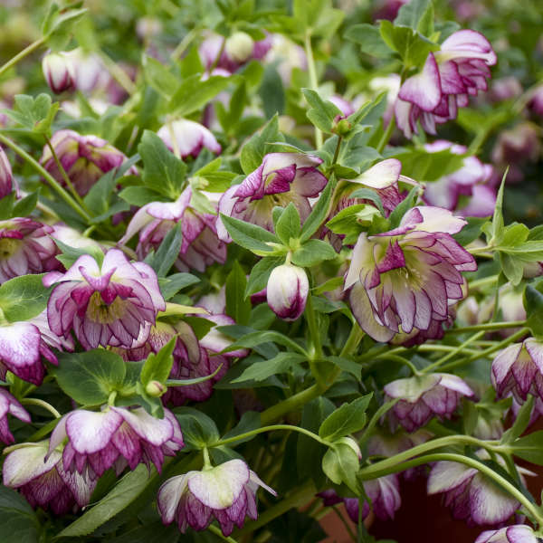 Helleborus x hybridus 'Blushing Bridesmaid' (Lenten Rose)
