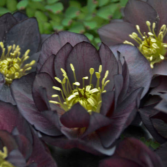Helleborus x hybridus 'Dark and Handsome' (Lenten Rose)