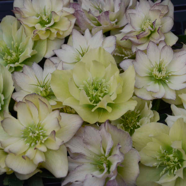 Helleborus x hybridus 'First Dance' (Lenten Rose)