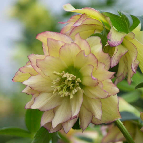 Helleborus x hybridus 'First Dance' (Lenten Rose)