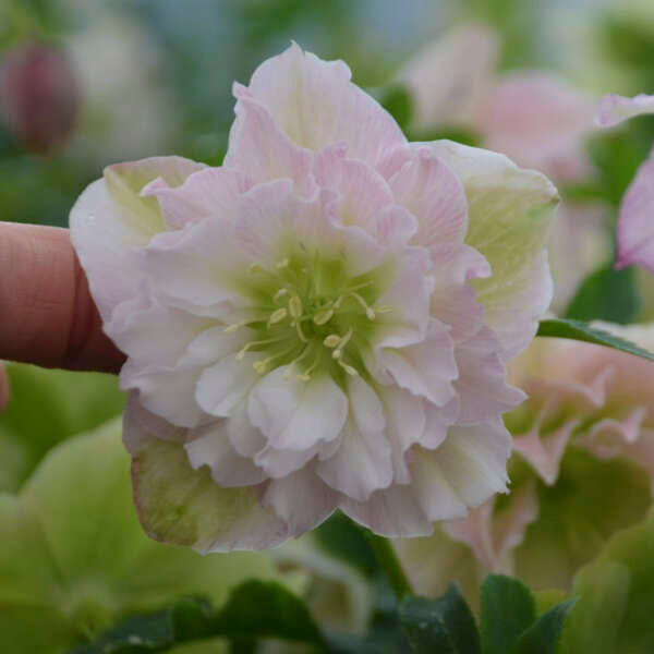 Helleborus x hybridus 'Flower Girl' (Lenten Rose)