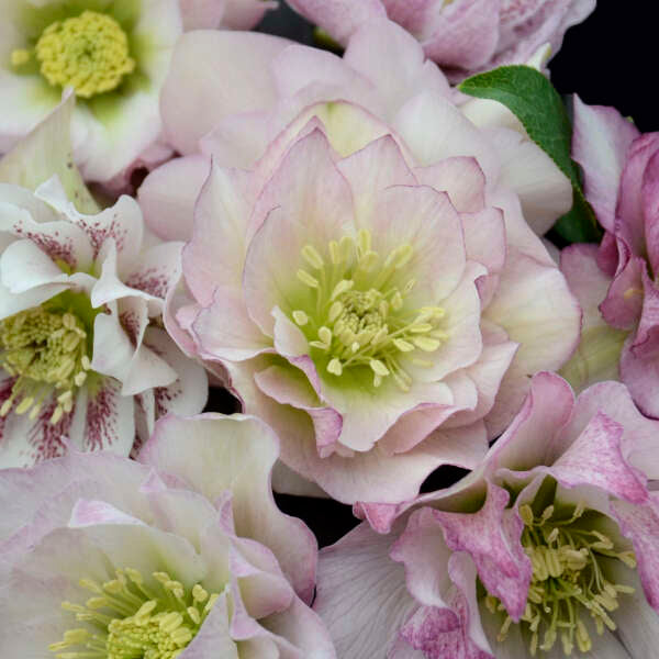 Helleborus x hybridus 'Flower Girl' (Lenten Rose)