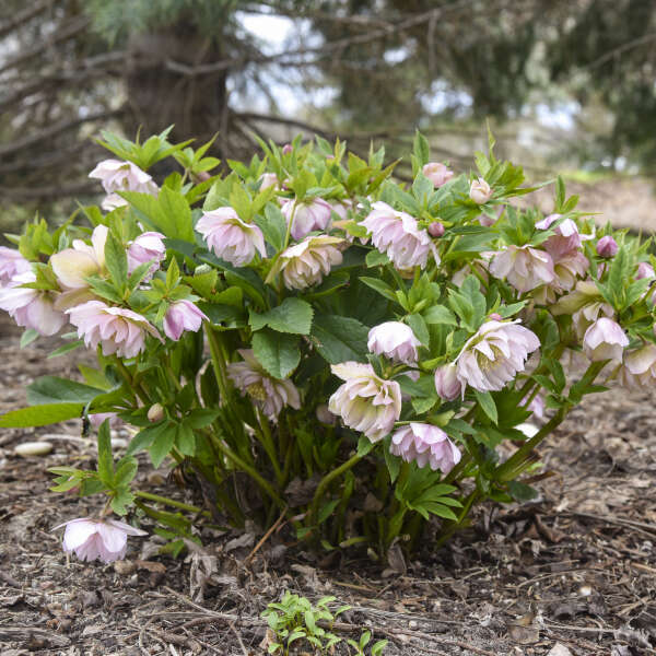 Helleborus x hybridus 'Flower Girl' (Lenten Rose)