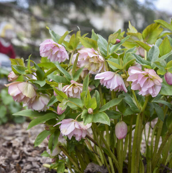 Helleborus x hybridus 'Flower Girl' (Lenten Rose)