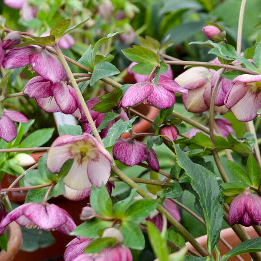 Helleborus x hybridus 'French Kiss' (Lenten Rose)