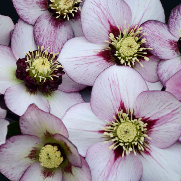 Helleborus x hybridus 'French Kiss' (Lenten Rose)
