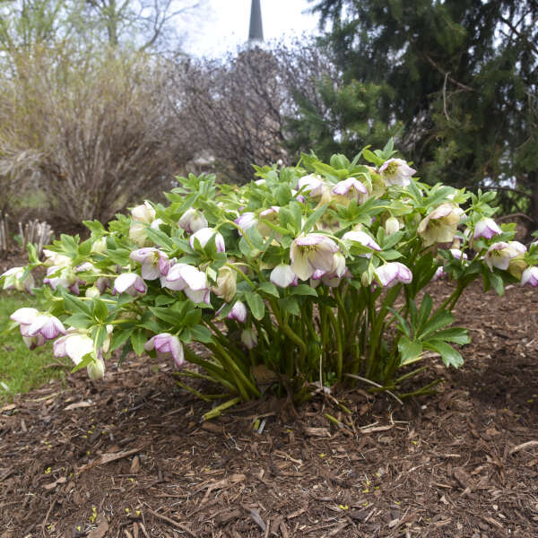 Helleborus x hybridus 'French Kiss' (Lenten Rose)