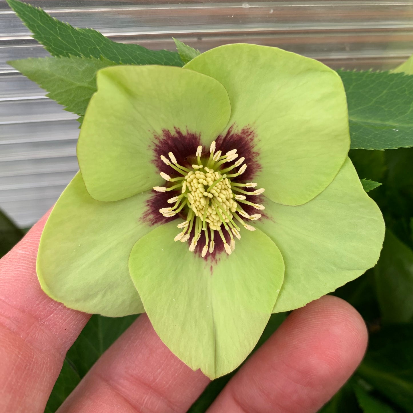 Helleborus x hybridus 'Irish Luck'