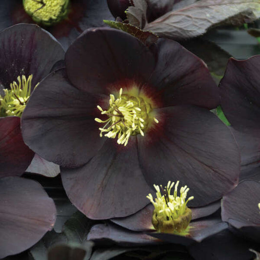 Helleborus x hybridus 'New York Night' (Lenten Rose)