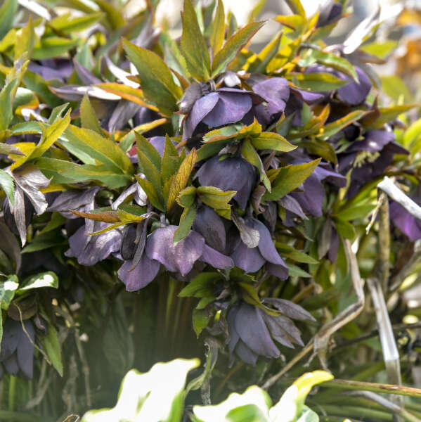 Helleborus x hybridus 'New York Night' (Lenten Rose)