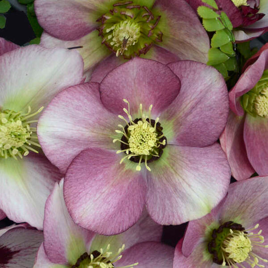 Helleborus x hybridus 'Paris in Pink'