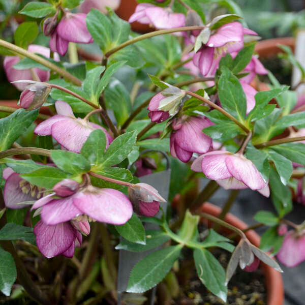Helleborus x hybridus 'Paris in Pink'