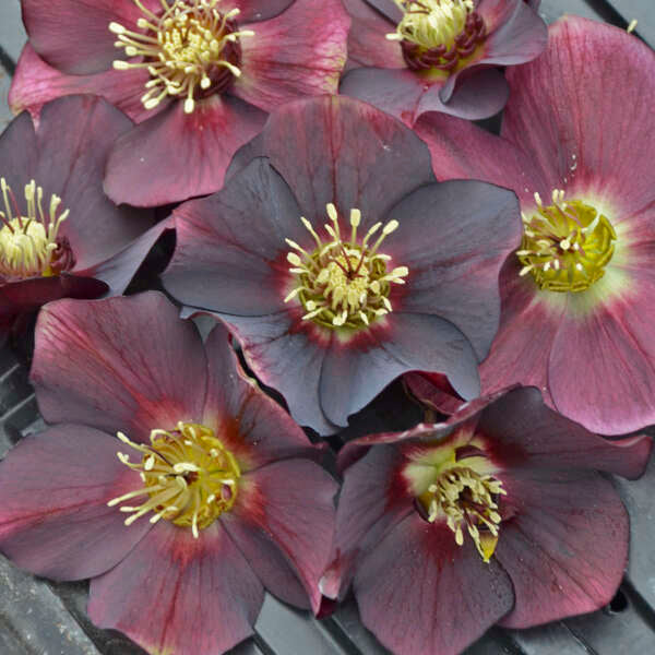 Helleborus x hybridus 'Rome in Red' (Lenten Rose)