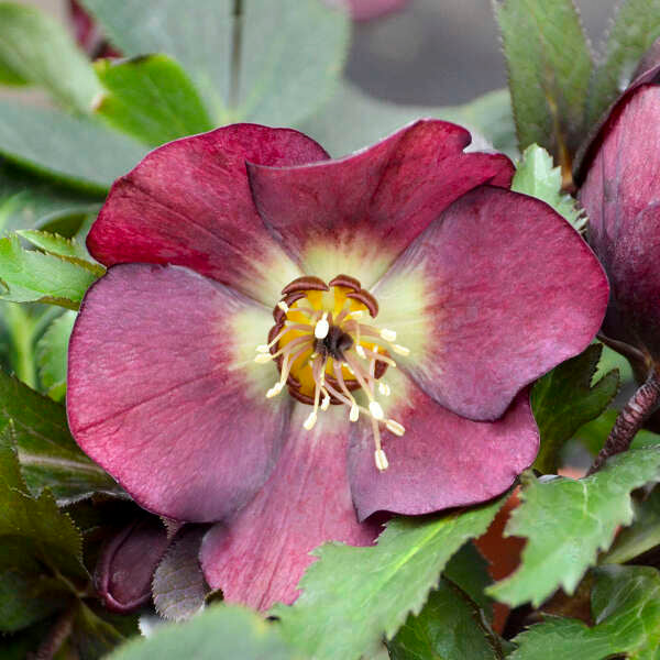 Helleborus x hybridus 'Rome in Red' (Lenten Rose)
