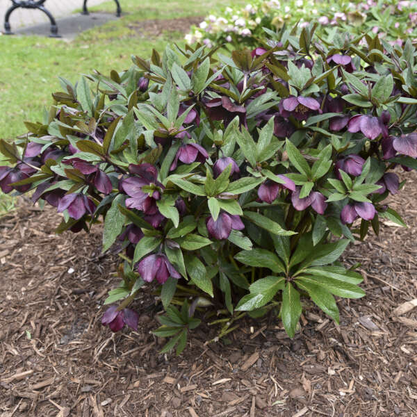 Helleborus x hybridus 'Rome in Red' (Lenten Rose)