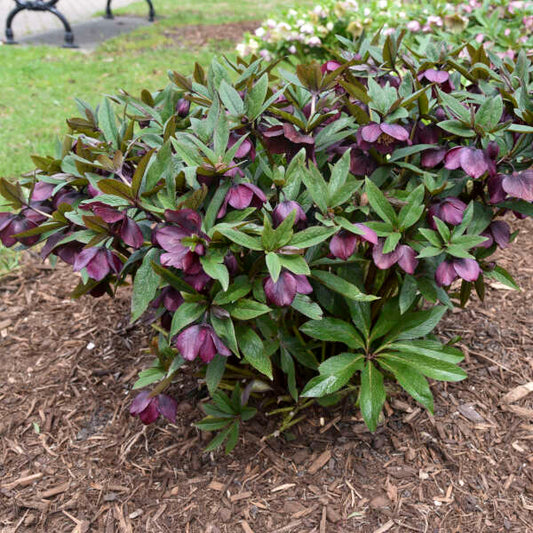 Helleborus x hybridus 'Rome in Red' (Lenten Rose)
