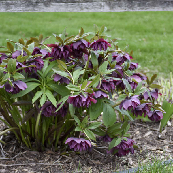 Helleborus x hybridus 'True Love' (Lenten Rose)