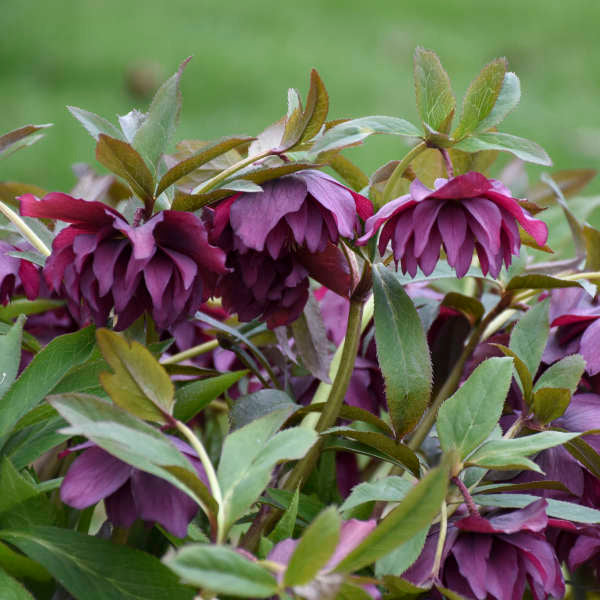 Helleborus x hybridus 'True Love' (Lenten Rose) – Fieldstone