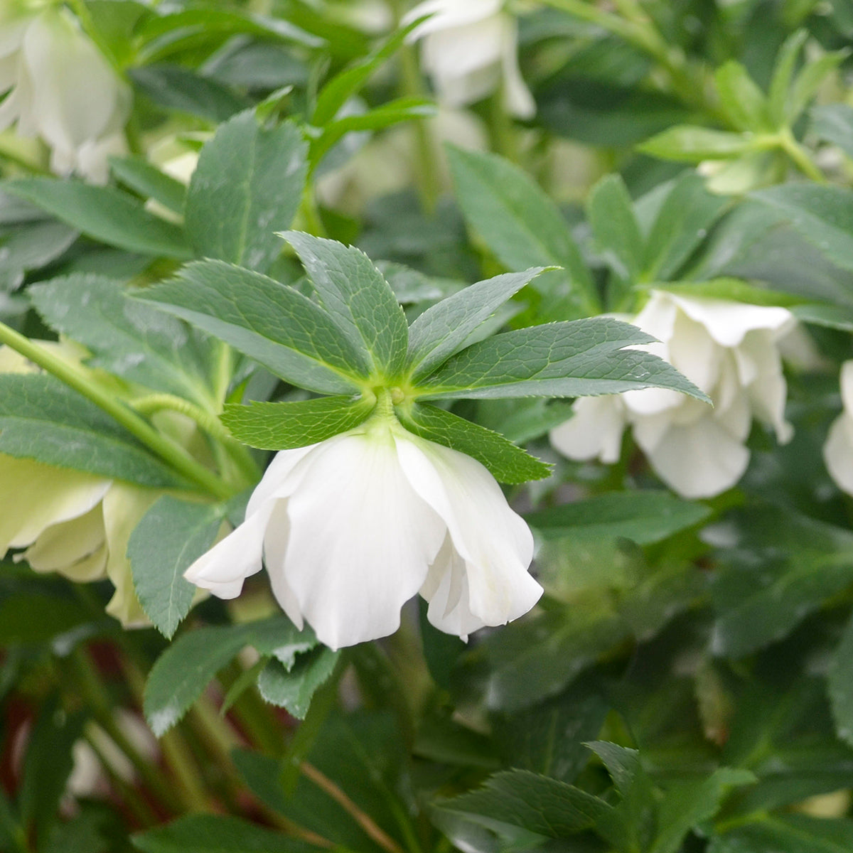 Helleborus x 'Wedding Bells'