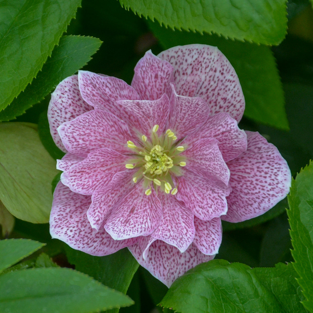 Helleborus x hybridus 'Wedding Crasher'